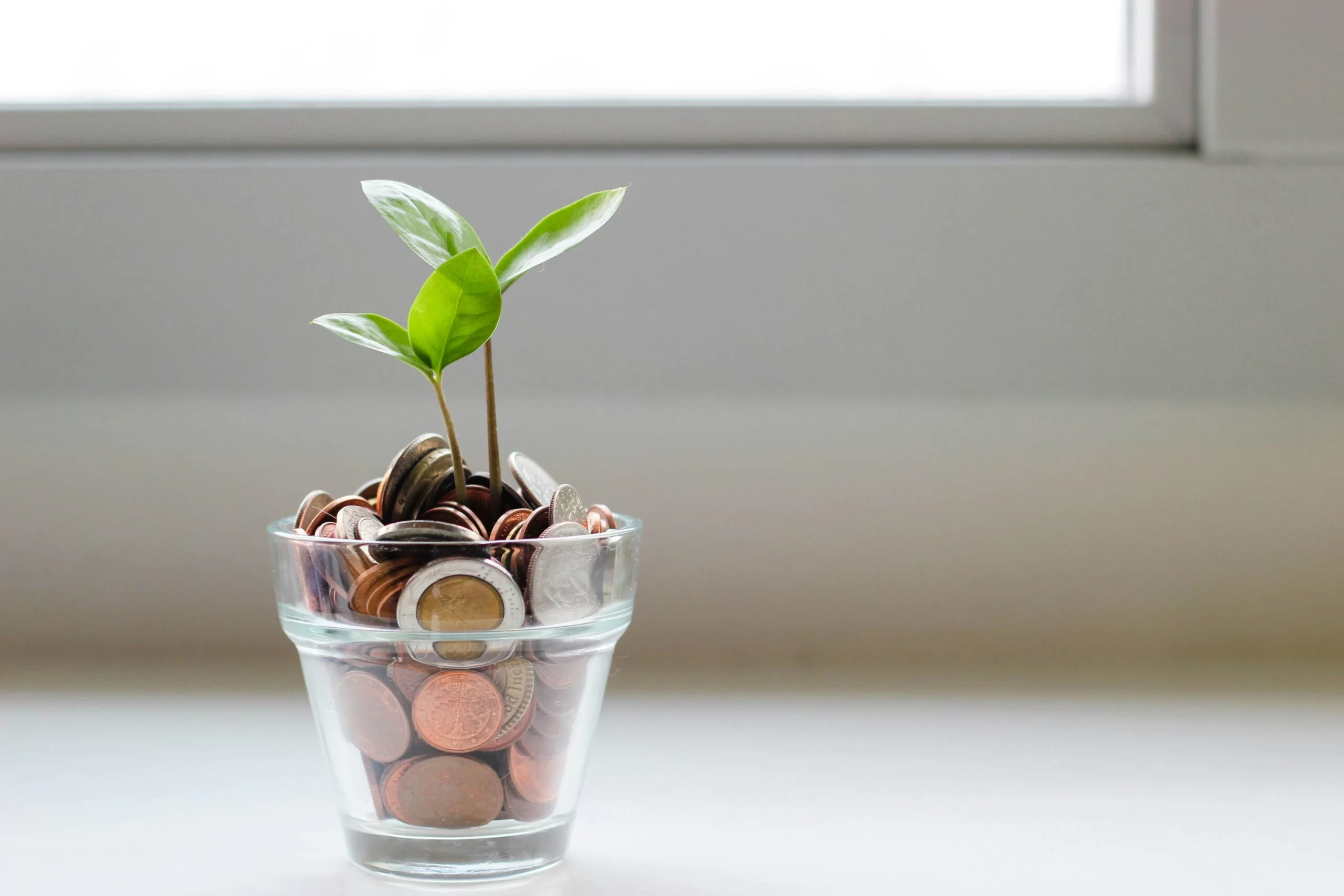 green plant in clear glass cup